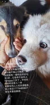 “如何防止爱宠走丢?小技巧大揭秘!”