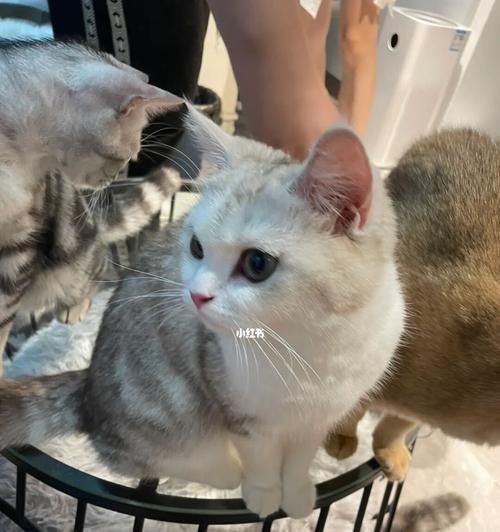 猫咪走失后会自己回家吗？如何提高它们的归家几率？