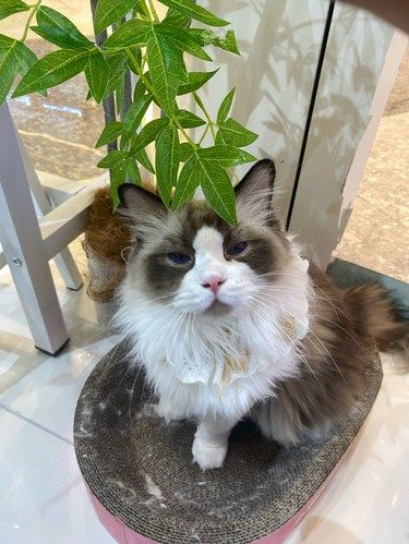 猫一下午