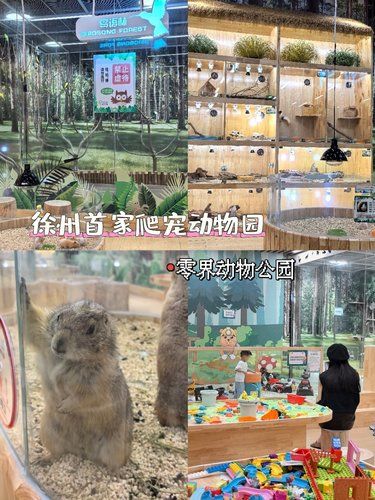 徐州首家‼️爬宠宝贝们简直乖S了
