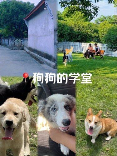 在这里！狗子获得了狗生快乐