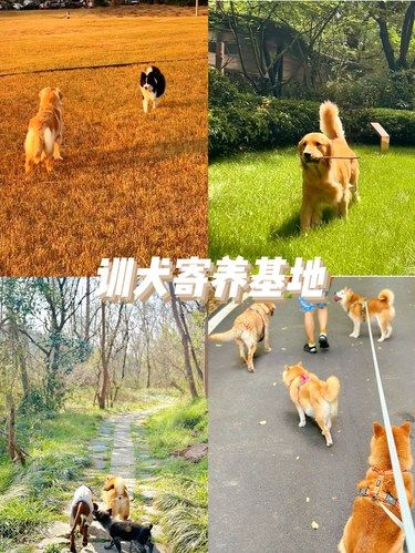 狗狗寄养在这里像在度假️