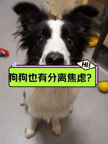 这家伙居然分离焦虑了。。