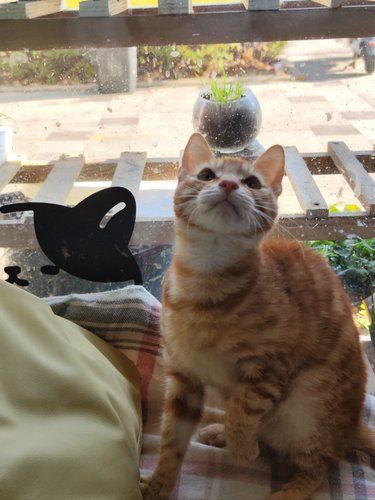 宁波|和猫咪的治愈时光