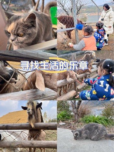 与动物朋友们的邂逅