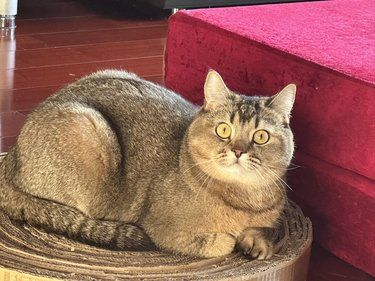 谁家小猫坐这么端正吖~