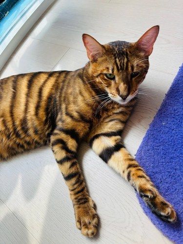 第一次在猫咖里看到这个品种！！