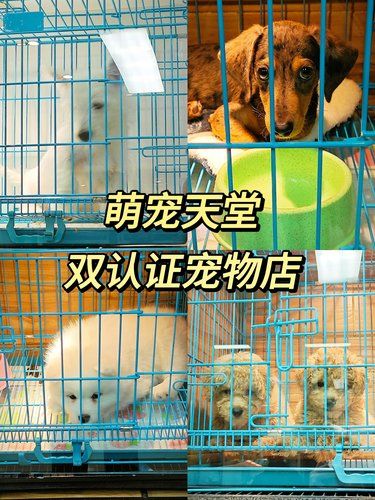 被闺蜜按头安利的宝藏宠物店❗️