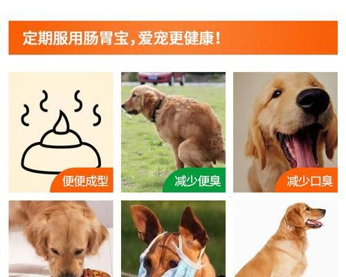 15种食物让你的狗狗肠胃更健康（15种食物让你的狗狗肠胃更健康）