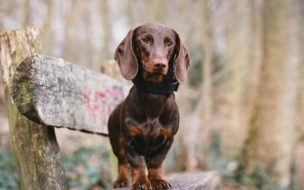 德国腊肠犬,德国腊肠犬图片