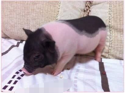宠物小香猪饮食禁忌多