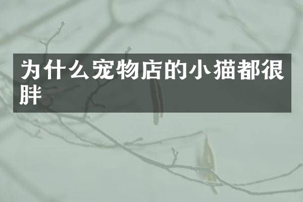 为什么宠物店的小猫都很胖