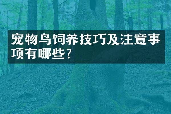 宠物鸟饲养技巧及注意事项有哪些？