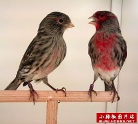燕雀鸟驯养技巧，轻松成为宠物明星！