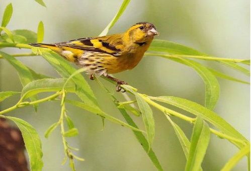 大型宠物鸟养护指南？适合初次养鸟的十大品种推荐