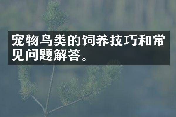 宠物鸟类的饲养技巧和常见问题解答。