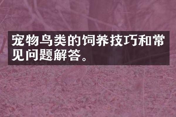 宠物鸟类的饲养技巧和常见问题解答。