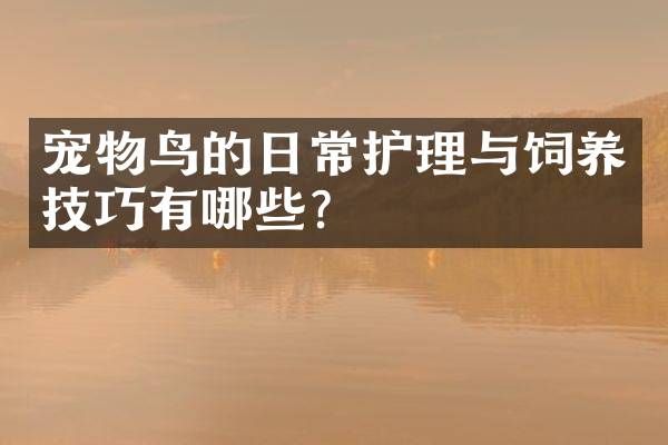宠物鸟的日常护理与饲养技巧有哪些？