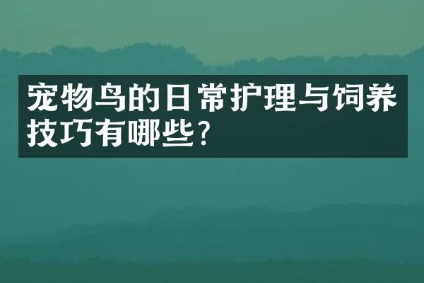 宠物鸟的日常护理与饲养技巧有哪些？