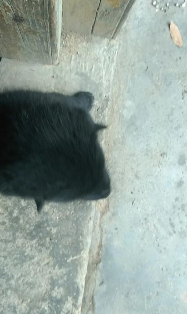 84消毒液猪场能用吗，养宠物猪用品