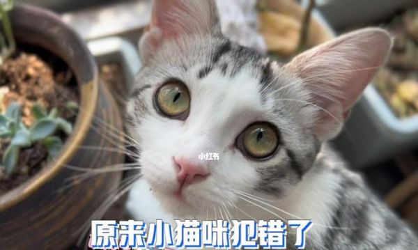 如何纠正猫咪的错误行为（让宠物成为温顺的家庭成员）