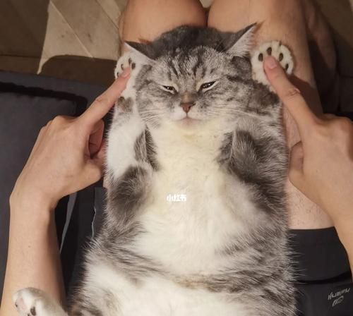如何纠正猫咪的错误行为（让宠物成为温顺的家庭成员）