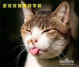 宠物饮食搭配技巧