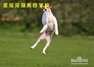 宠物饮食搭配技巧