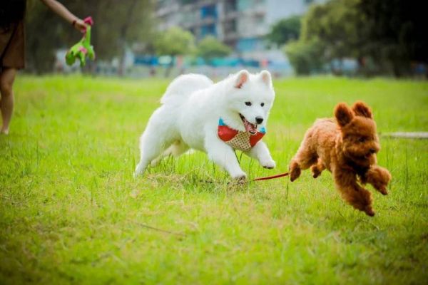 萌宠乐园宠物粮，呵护您的毛孩营养健康