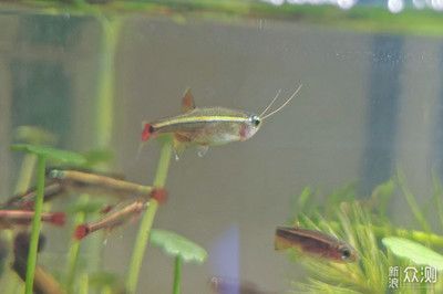 金龙鱼水族箱适宜的水草种类：金龙鱼水族箱水草布局技巧,水榕与莫斯水草的养护区别 金龙鱼百科 第1张