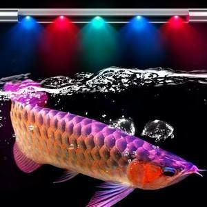 金龙鱼水族箱适宜的水草种类：金龙鱼水族箱水草布局技巧,水榕与莫斯水草的养护区别 金龙鱼百科 第3张
