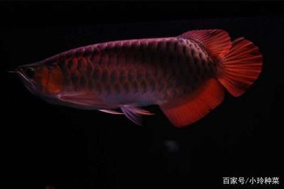 金龙鱼红龙鱼的风水作用与功效（红龙鱼与红龙鱼的养护技巧，风水鱼摆放的最佳位置）