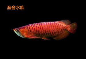 金龙鱼红龙鱼的风水作用与功效（红龙鱼与红龙鱼的养护技巧，风水鱼摆放的最佳位置）