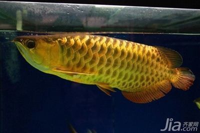 金龙鱼幼苗怎么养护和管理（金龙鱼幼苗的养护和管理）