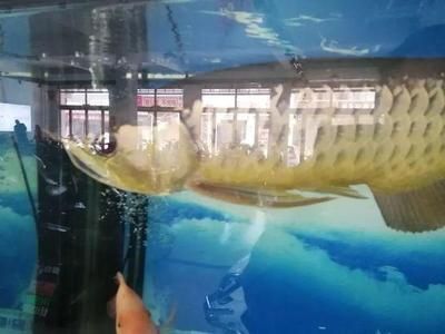 金龙鱼幼苗怎么养护和管理（金龙鱼幼苗的养护和管理）