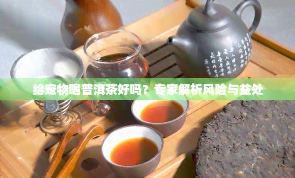 给宠物喝普洱茶好吗？专家解析风险与益处