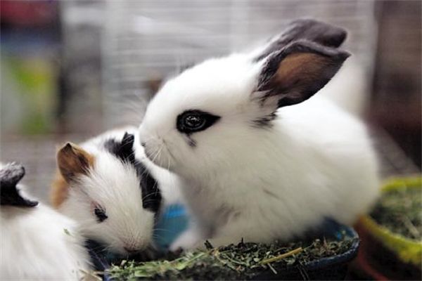 奥达猎犬的性格特点