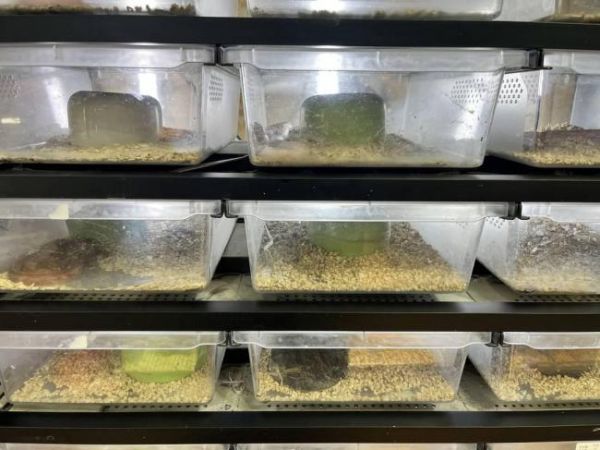 蛇宠走红 年轻人开始排队“撸蛇” 异宠店高峰期需预约排队