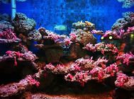 水族箱使用的小窍门有哪些?