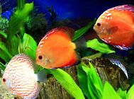 水族养殖中一些耐高温的鱼类