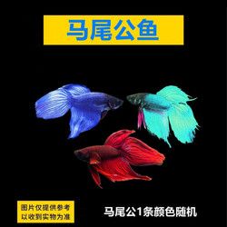 DAODANGUI 捣蛋鬼 泰国斗鱼懒人鱼半月狮王将军公母繁殖小型宠物观赏鱼淡水鱼热带鱼