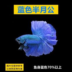 泰国斗鱼懒人鱼半月狮王将军公母繁殖小型宠物观赏鱼淡水鱼热带鱼