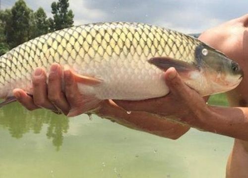 四大淡水鱼:鲢、鳙、草、青,宠物知识新收获!
