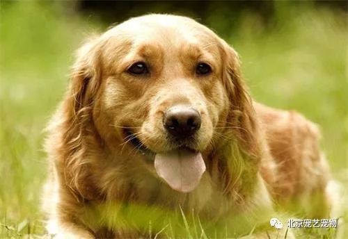 狗狗消化不良原因及对策