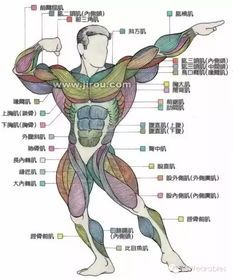 狗狗身体器官图解指南：一目了然的解剖学解析