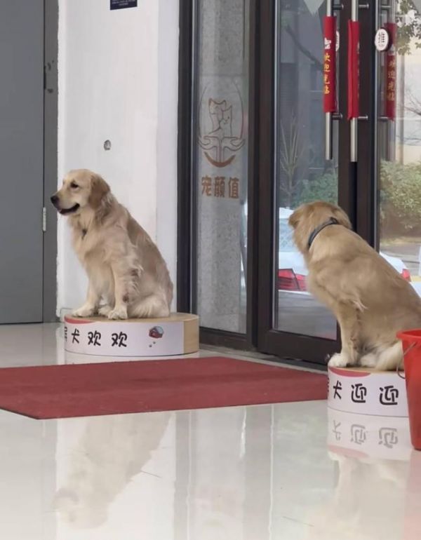 宠物店被指给迎宾犬戴电击项圈