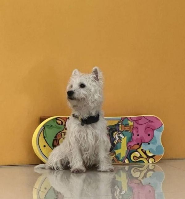 宠物店被指给迎宾犬戴电击项圈 引发网友愤怒质疑