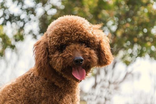 宠物主人必看：泰迪狗换粮症状及对策