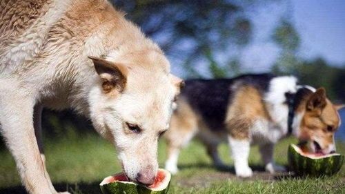 科学喂狗粮，宠物饮食无忧