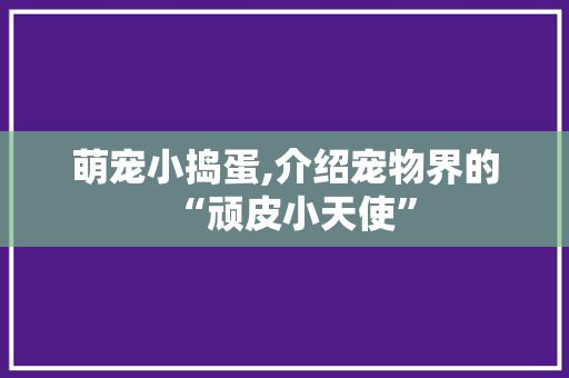 萌宠小捣蛋,介绍宠物界的“顽皮小天使”